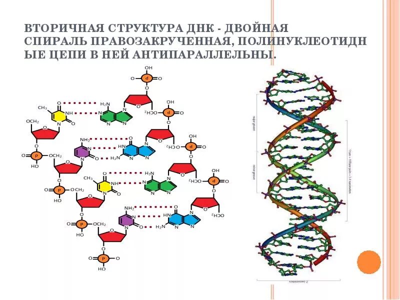 Изменение первичной структуры днк. Строение днк антипараллельность. вторичная структура днк формула. днк вторичная структура схема строения. первичная и вторичная структура днк.