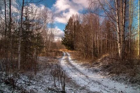 Наступает поздняя осень в лесу