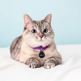 Самая популярная кошачья