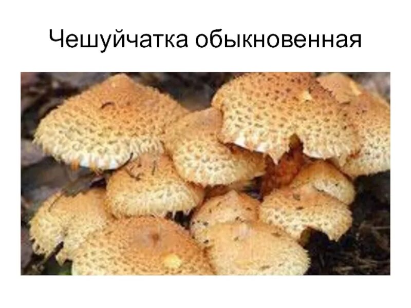 Ложный королевский опенок фото
