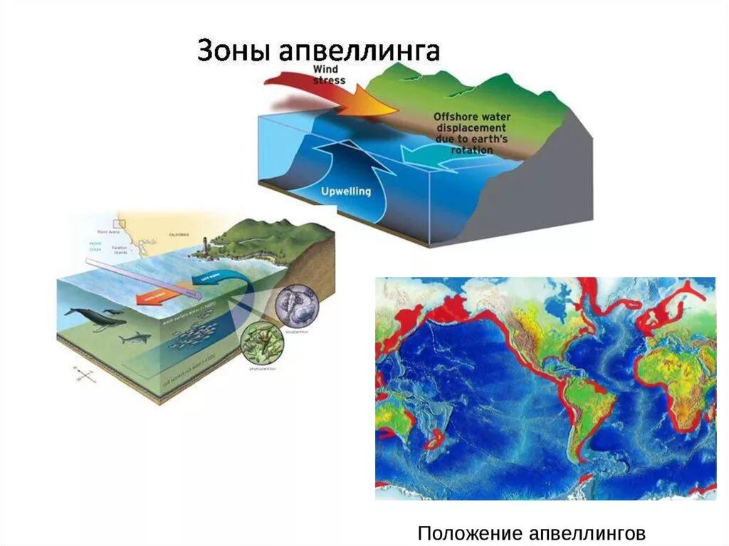 апвеллинг что это такое в черном море. апвеллинг следствия. апвеллинг. перуанский апвеллинг. схема апвеллинга.