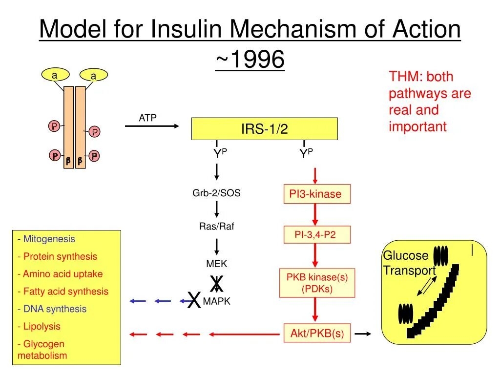 Mechanism of action. Insulin mechanism of Action. Metformin mechanism of Action. SSRIS mechanism of Action. Фaminoglicosides mechanism of Action.