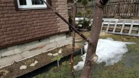 4 9 всех яблонь