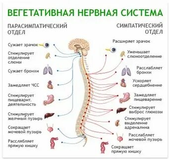 Парасимпатическая система снижает