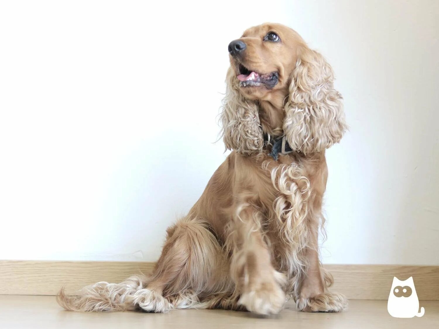 Золотистый кокер спаниель. Британский кокер спаниель. Английский кокер-спаниель. Английский кокер спаниель минусы. Английский кокер-спаниель.