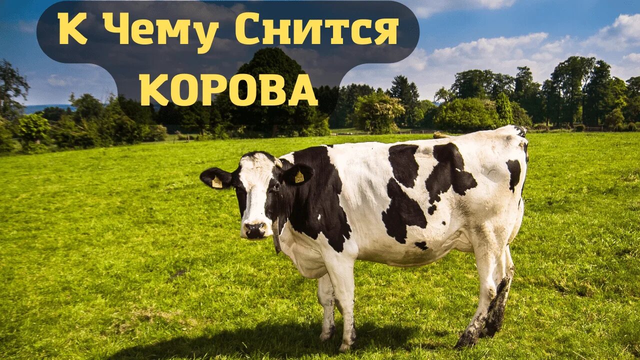 Приснилась корова женщине. Корова во сне. Сон корова с теленком к чему снится. Видеть во сне корову. Теленок.