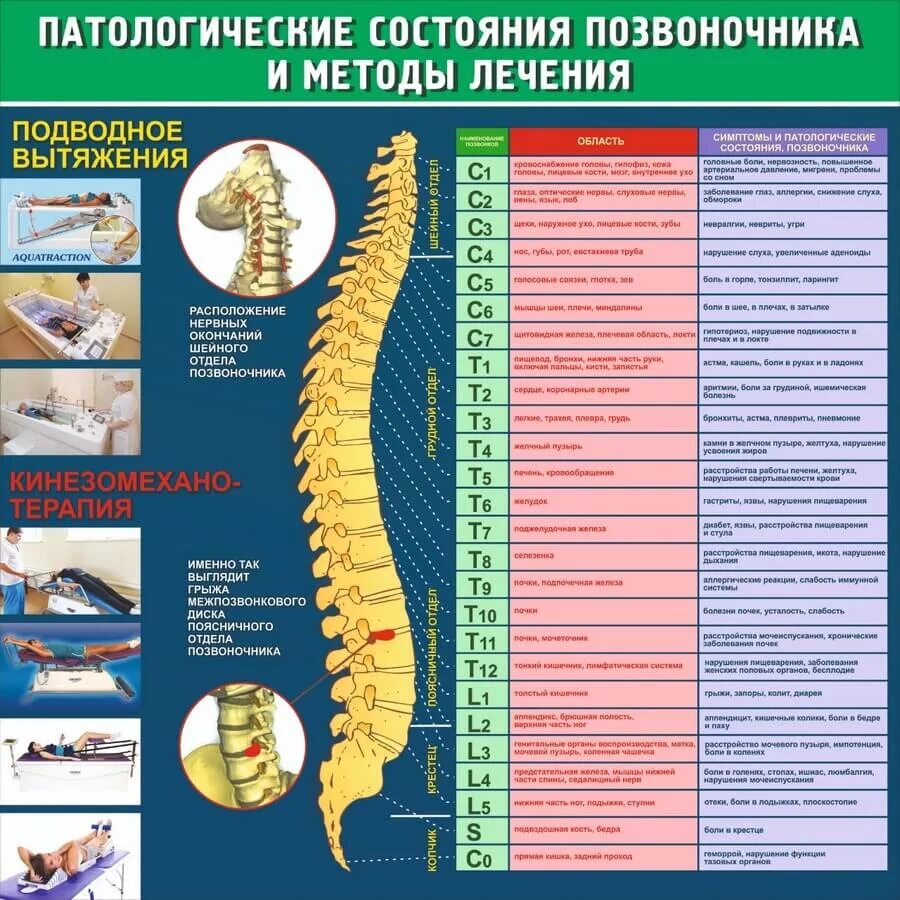 Позвоночник по отделам с номерами. Позвоночник. Плакат позвоночник. Позвоночник и органы. Строение позвоночника человека.