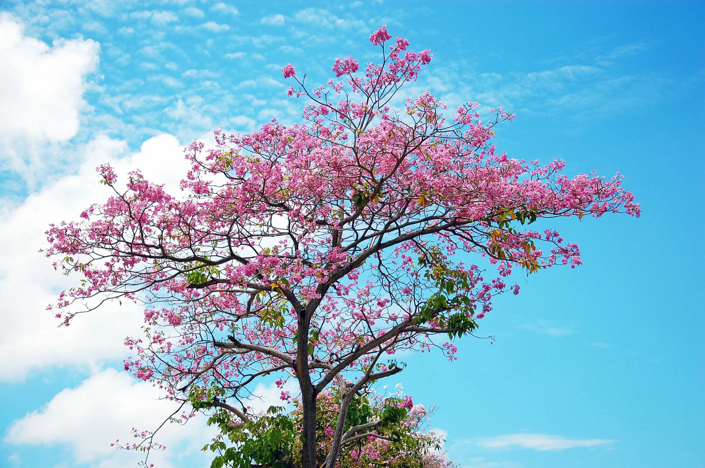Черри блоссом дерево. Сакура черри блоссом дерево. Pink черри блоссом дерево деревья. Акация Сакура. Sakura blossom
