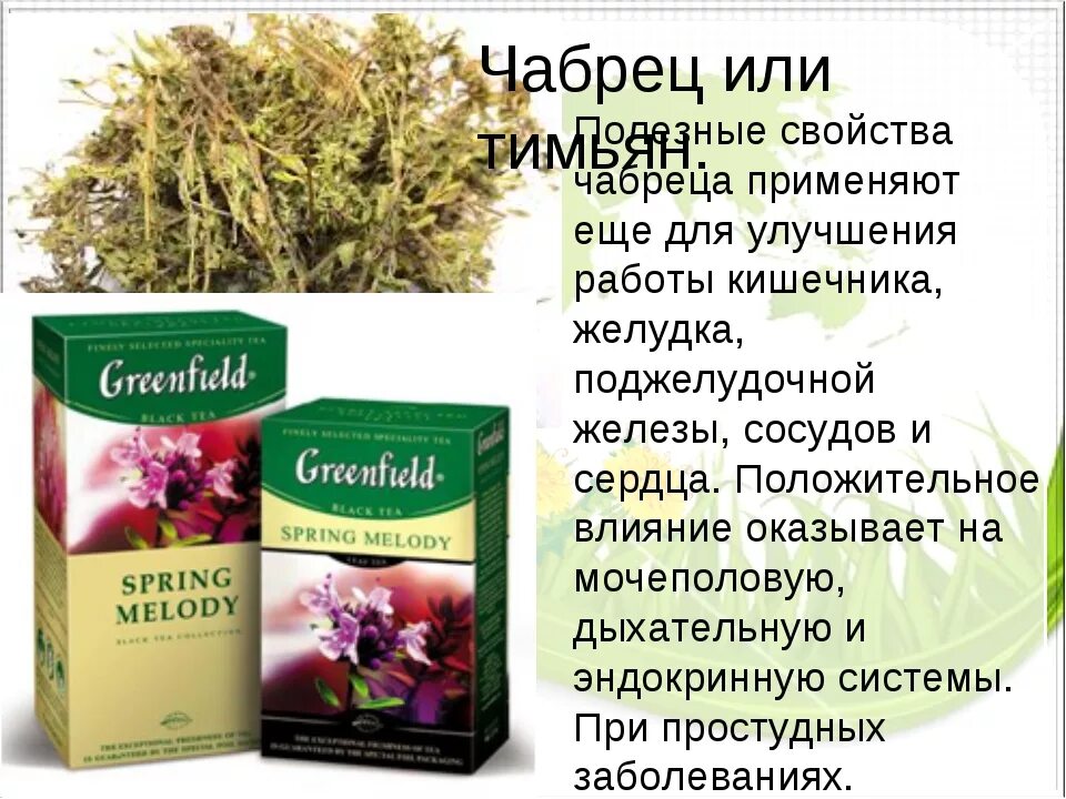 Чабрец трава для чего применяется взрослым. Чабрец трава для чего применяется взрослым