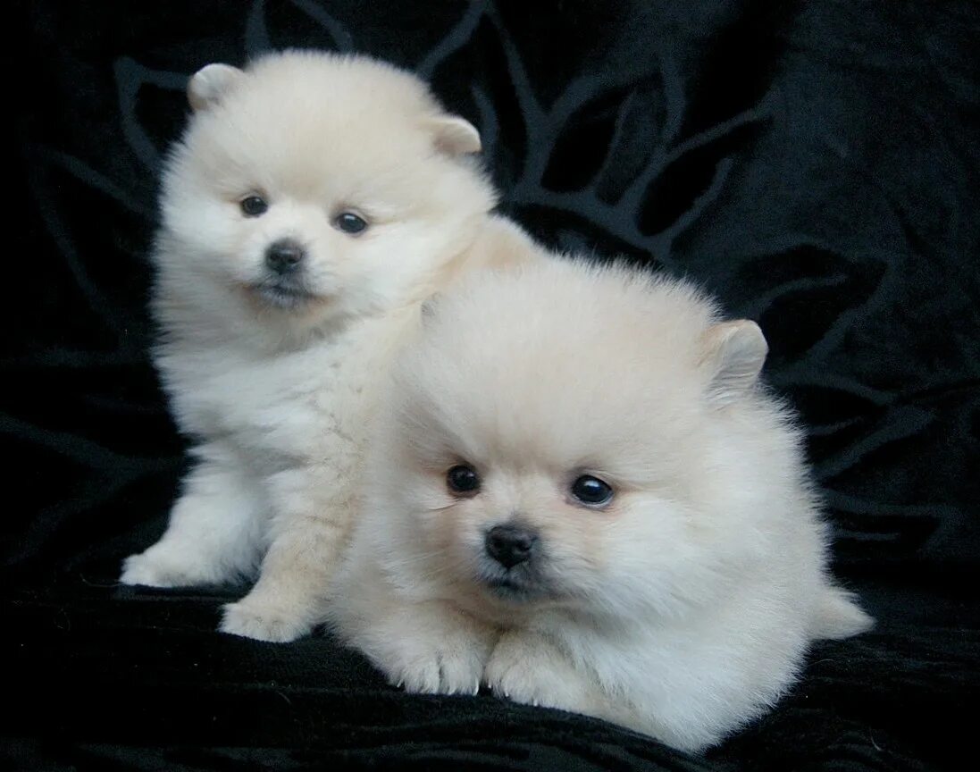 Карликовый померанский шпиц размеры. Мини померанский шпиц размер. Шпиц померанец. Мини померанский шпиц размер. Мини спицы.