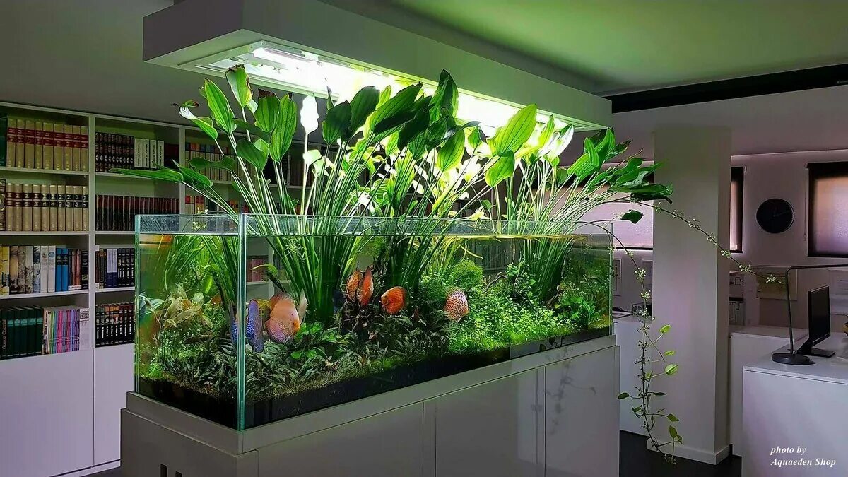 Живой уголок аквариум. Растения для аквариума. Красивые аквариумы с растениями. Аквариум с растениями и рыбками. Аквариум в интерьере.