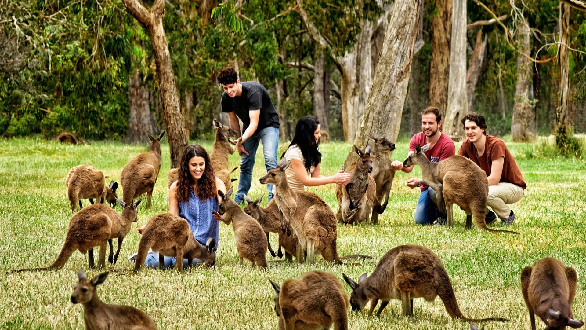 Парк кенгуру в Австралии. Парк животных Клилэнд Австралия.