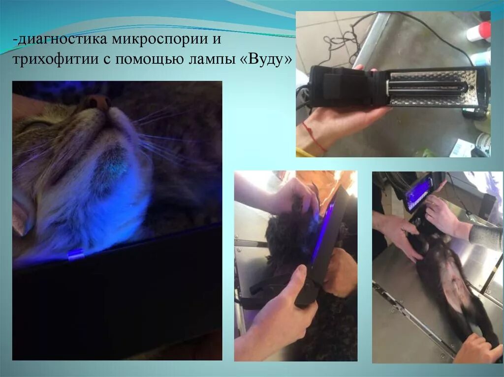 лампа вуда трихофития. микроспория лампа вуда. микроспория лампа вуда. отрубевидный лишай лампа вуда. стригущий лишай лампа вуда.