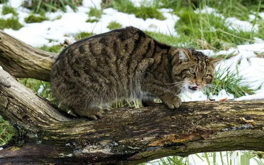 Дикий кавказский кот фото Европейский лесной кот опасный хищник. Кошки. Милые и беспощадные Дзен