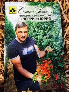 Томат от юрия отзывы