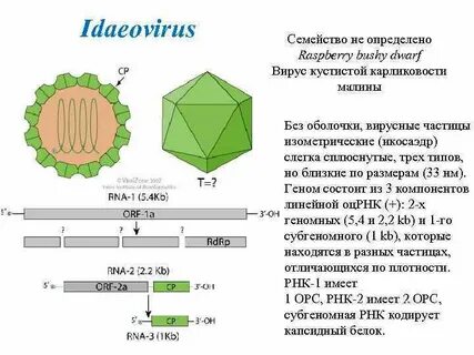Вирусы водорослей