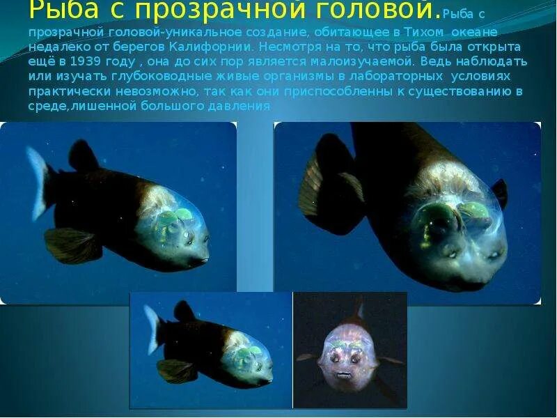 Рыба какого происхождения животного. Рыба с прозрачной головой. рыба в океане с прозрачной головой. необычные рыбы презентация. рыба с прозрачной головой название.