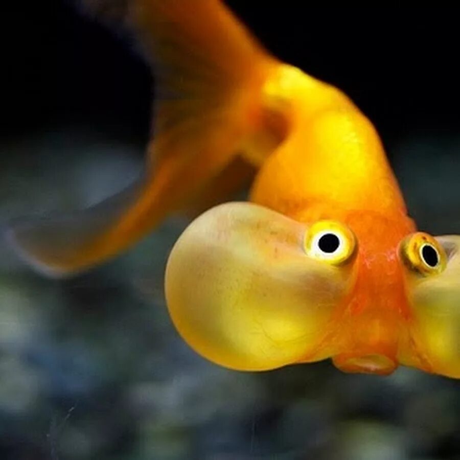 Грустная рыбка. Рыбки голден фиш. Самые смешные рыбы. Обиженная рыба. Обиженная рыба.