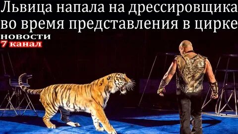 Тигры напали на льва