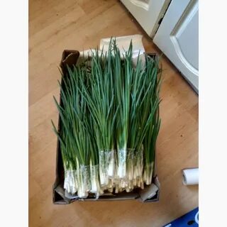 Объявление продам лук