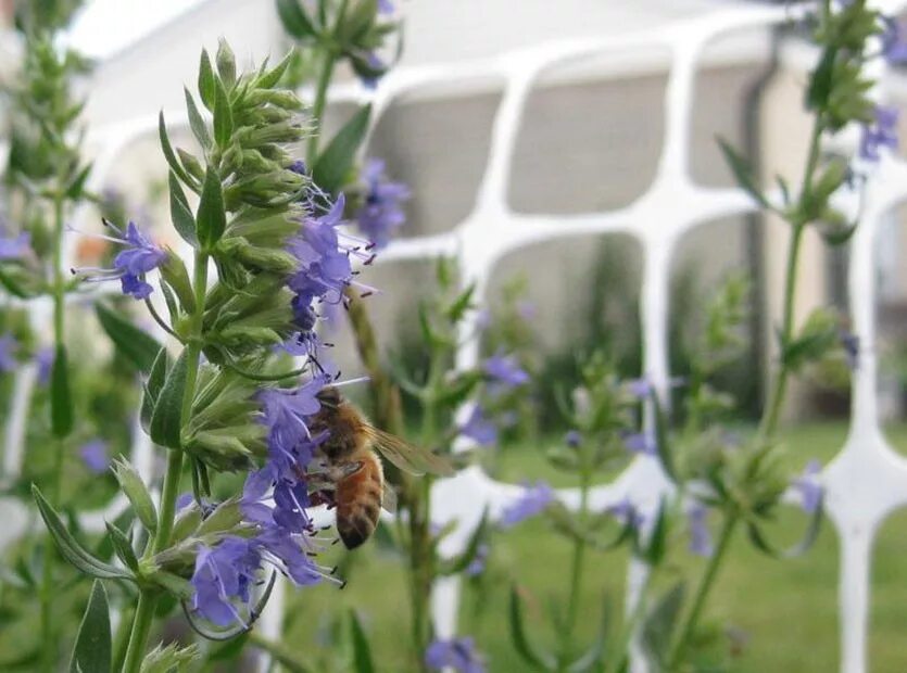 Рута иссоп. Иссоп лекарственный (Hyssopus officinalis) розовый. Иссоп синий зверобой. Иссоп аметист. Иссоп лекарственный свойства и применение