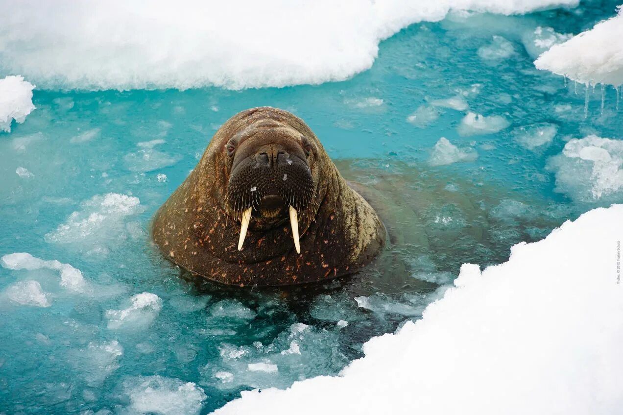 Ice animals. Морж в Арктике Арктика. Морж в Арктике. Морж арктической пустыни. Антарктида морж.