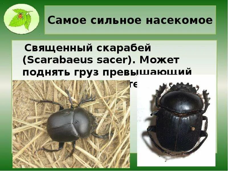 Жук скарабей в какой природной зоне. Священный скарабей. Скарабей насекомое. Описание скарабея. Священный Жук скарабей.