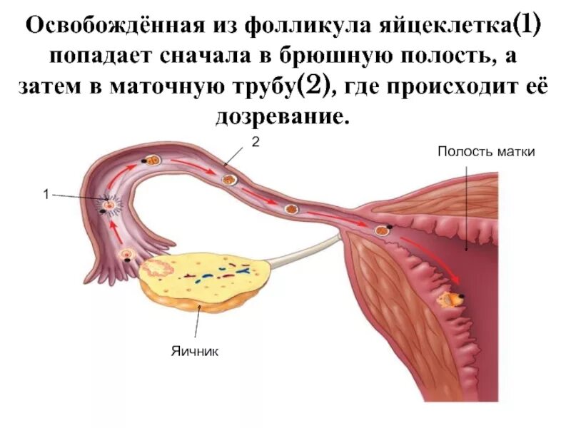 Движение яйцеклетки по маточной трубе. Яйцеклетка в матке. Процесс выхода яйцеклетки из яичника. Оплодотворение яйцеклетки происходит в полости маточной трубы.