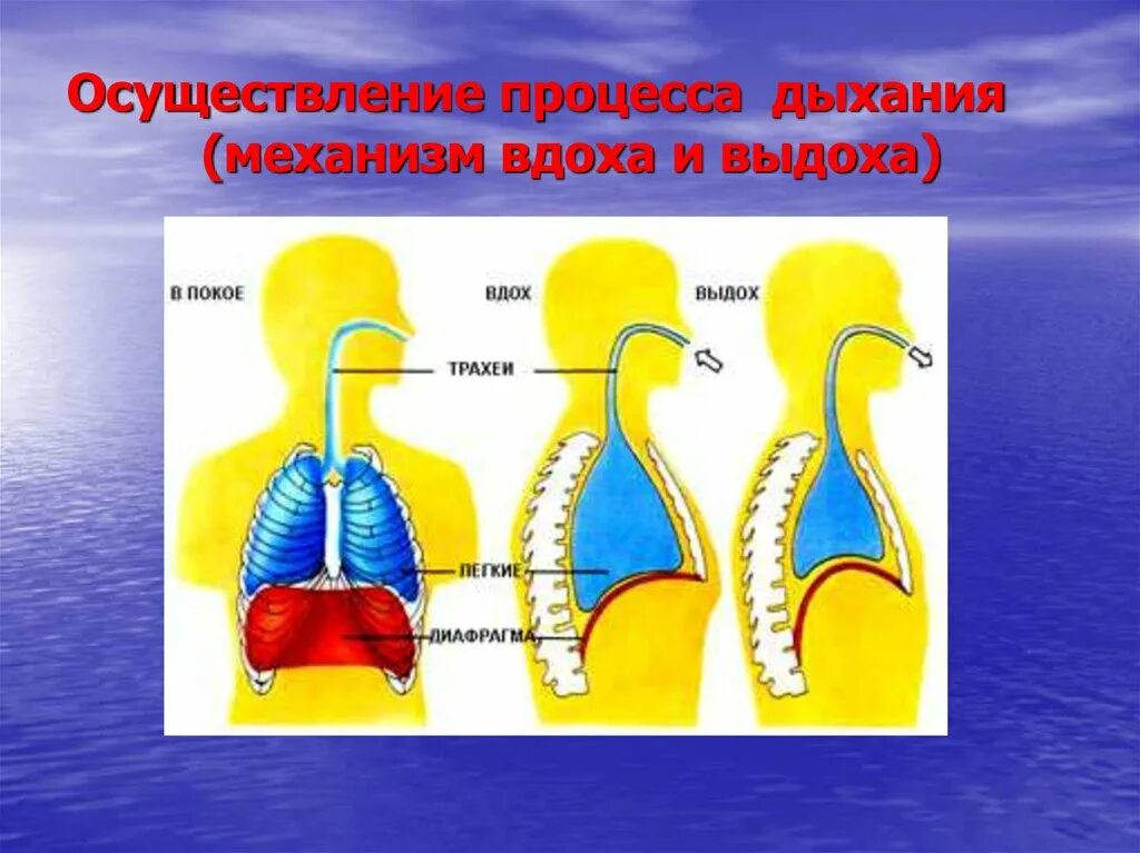 Дыхательная система человека механизм вдоха и выдоха. Механизм дыхания человека схема. Схема движения воздуха при вдохе и выдохе. Схема дыхания человека вдох выдох. Как называется процесс дыхания человека