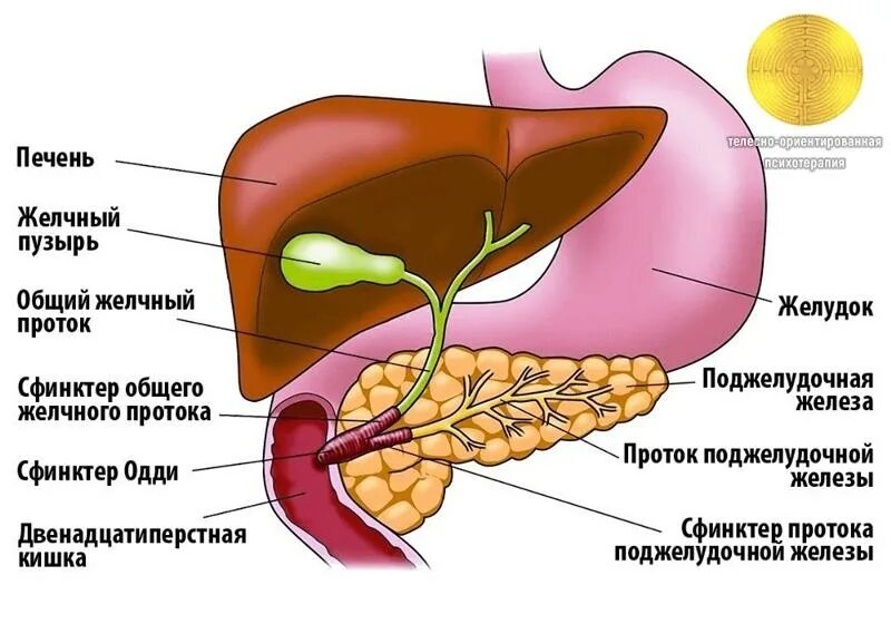 Ком в печени. Желчный пузырь сфинктер Одди анатомия. Печень, желчный пузырь, поджелудочная железа анатомия строение. Строение желчного пузыря сфинктеры. Анатомия ЖКТ желчный пузырь.