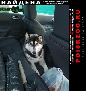 Пятигорск собаки