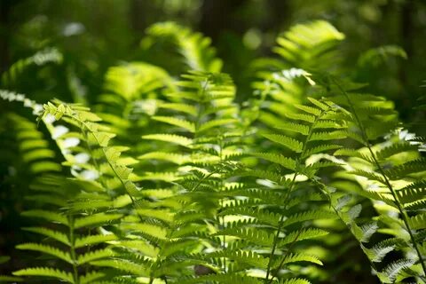 Natural plants