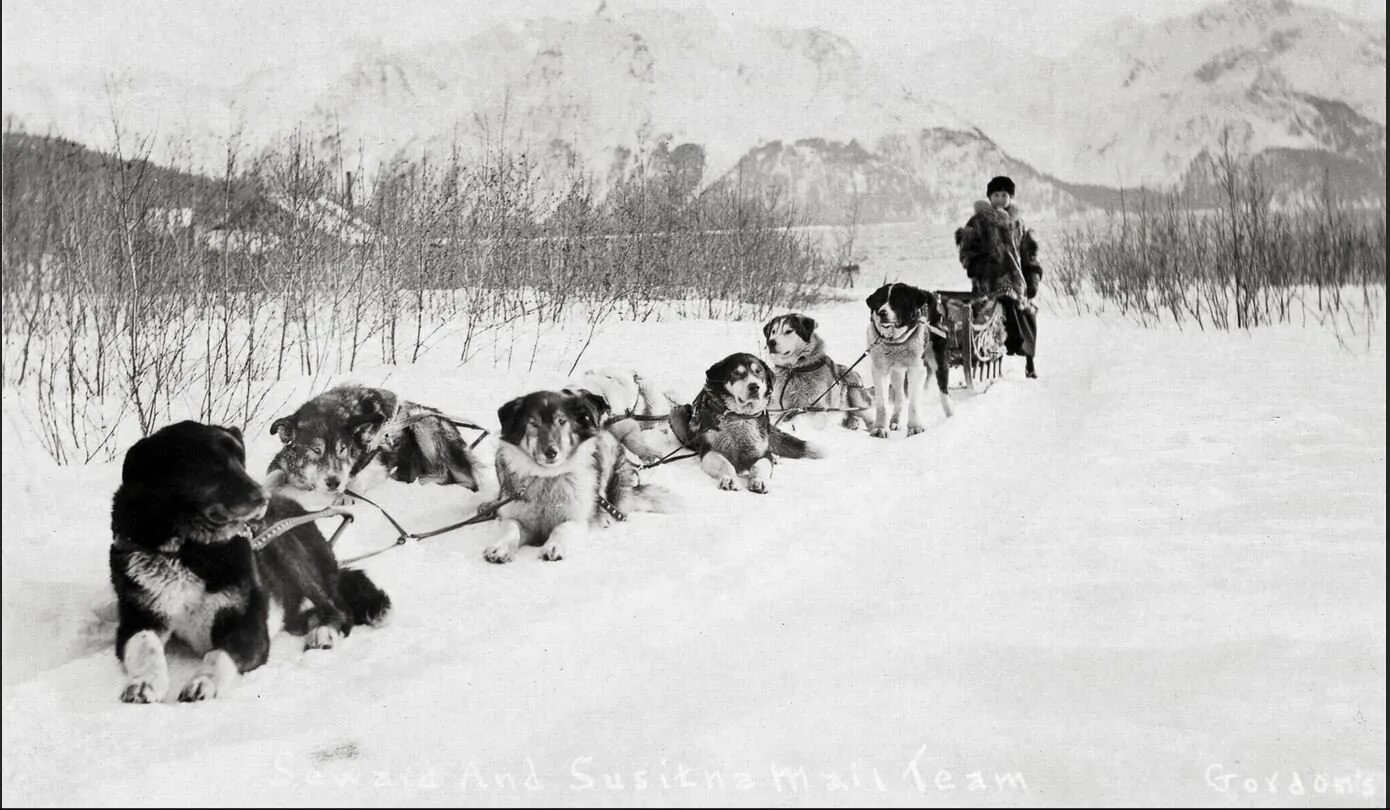 Аляска 80 годов. Ездовые собаки на Аляске. Ездовые собаки Джек Лондон. Аляска собачьи упряжки.