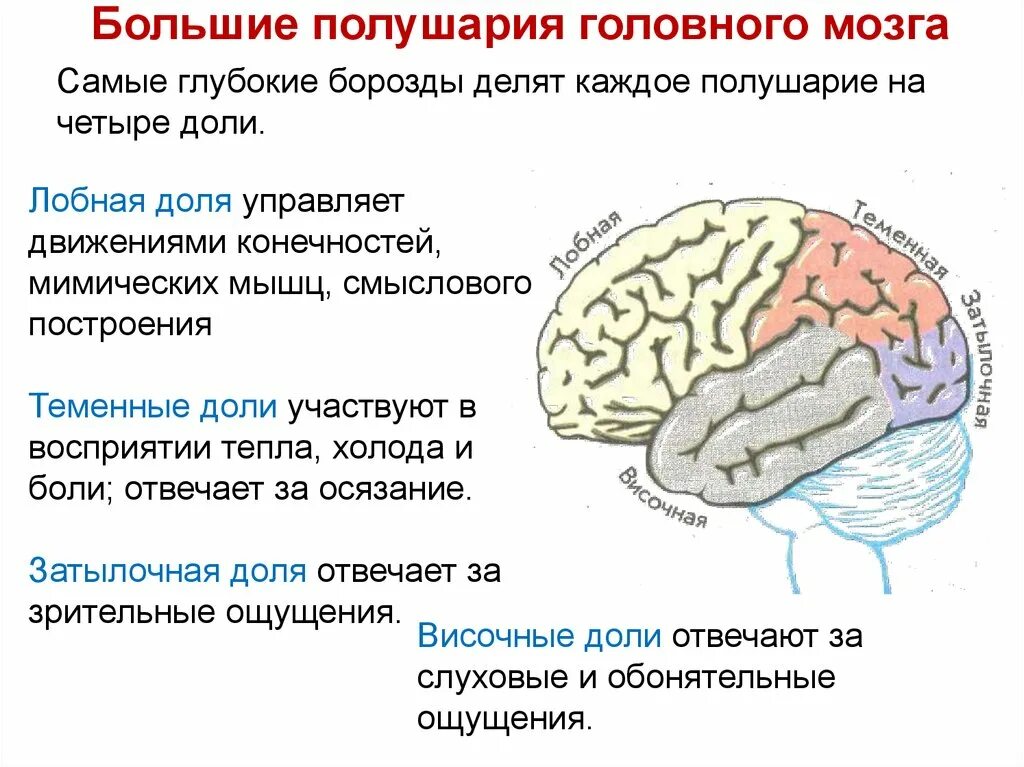 Болевой центр в мозге. Большие полушария головного мозга. Речевые центры мозга. Центр речи в головном мозге. Речевые центры коры полушарий большого мозга.