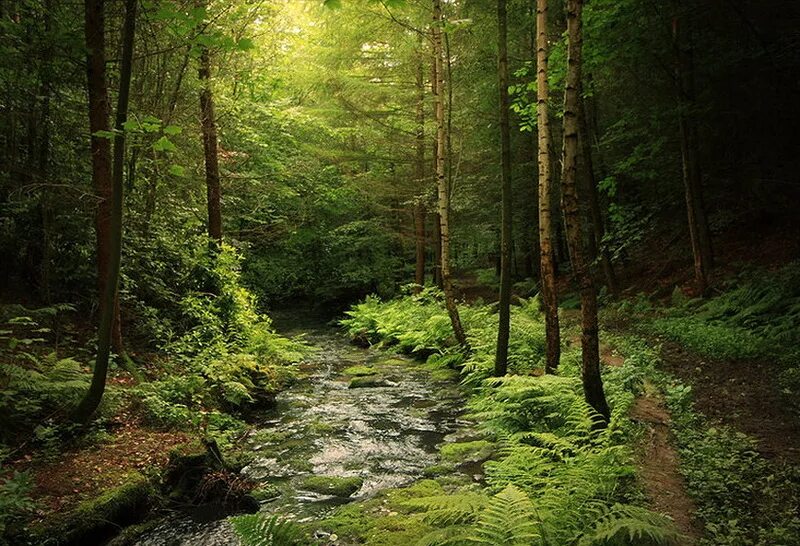 тайга чаща. дремучий лес пихта кедр. дремучий хвойный лес тайга. ручей в лесу. чаща роща тайга бор.