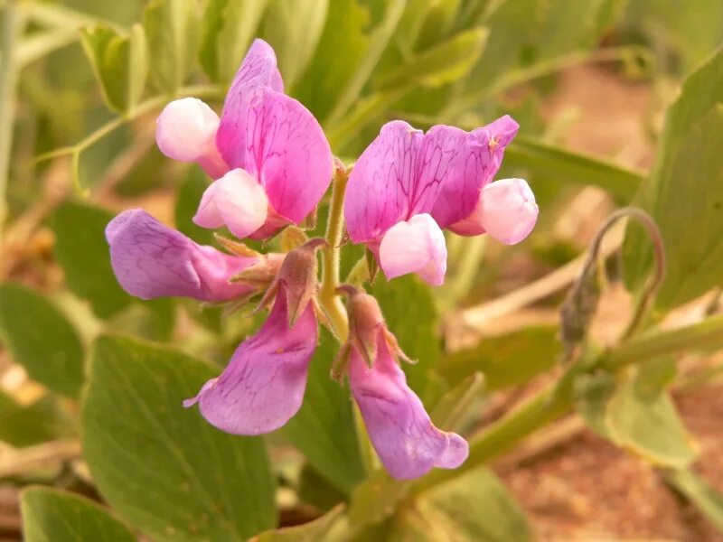 Морской горох. Lathyrus japonicus. Чина Приморская Lathyrus maritimus. Морской горох чина японская. Морской горошек растение.