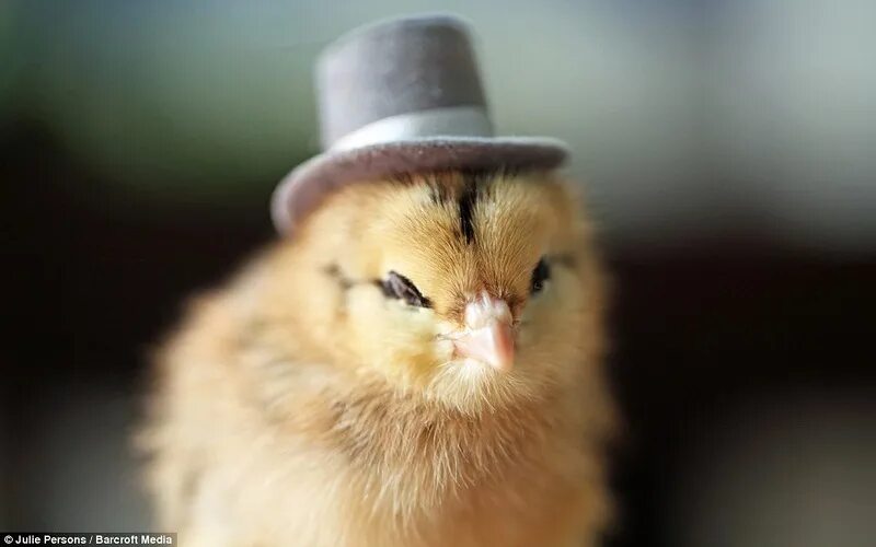 Цыпленок в шляпке. Птенцы в шляпе. Цыпленок в кепочке. Довольный цыпленок.