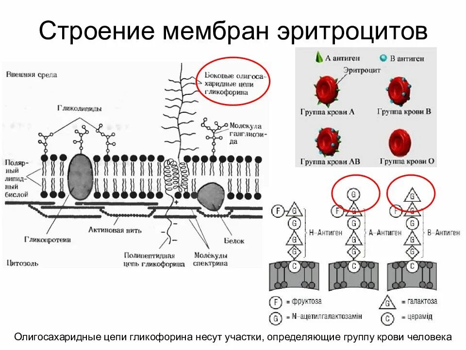 Оболочка эритроцита. Строение мембраны эритроцита. белки мембраны эритроцитов. строение мембраны гликокаликс. гликокаликс эритроцитов.