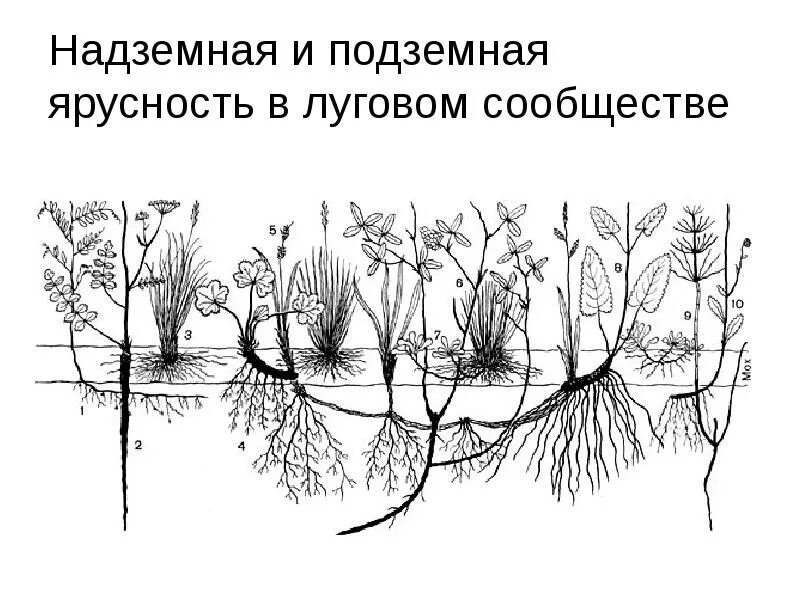 Подземная ярусность в растительном сообществе. Надземная и подземная ярусность растений. ярусность надземная и подземная. ярусность луга.