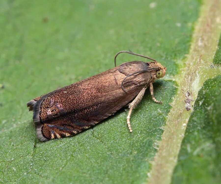 Гороховая плодожорка. Плодожорка Гороховая (Laspeyresia nigricana). Гороховая плодожорка бабочка. Гороховая листовертка. Гусеницы Гороховой плодожорки.