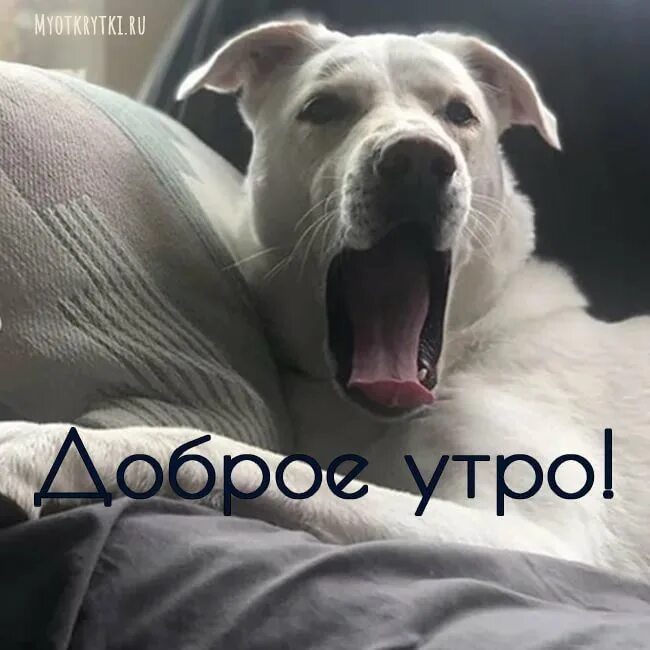 Доброе утро с собакой. Доброе утро собаки. Открытки с добрым утром с собаками. Доброе утро с собачками. Доброе утро с собаками прикольные.