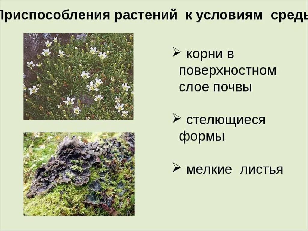 Условия приспособления растений. Приспособление растений к условиям тундры. Приспособления растений к условиям среды. Приспособления растений в тундре. Приспособленность к условиям жизни в тундре