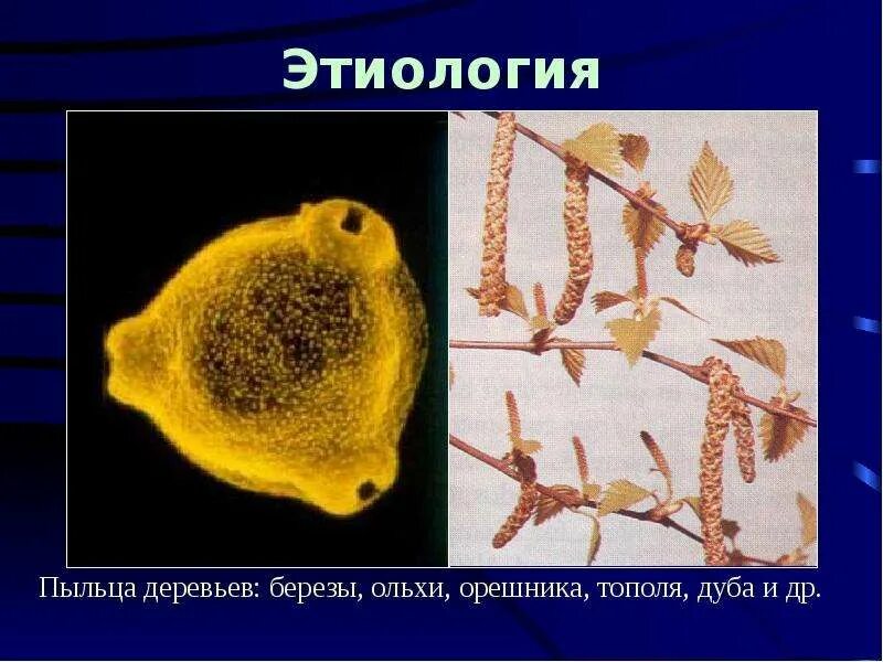 Распространение пыльцы ветром. Пыльца деревьев. Пыльца березы. Пыльца от березы. Пыльца тополя.