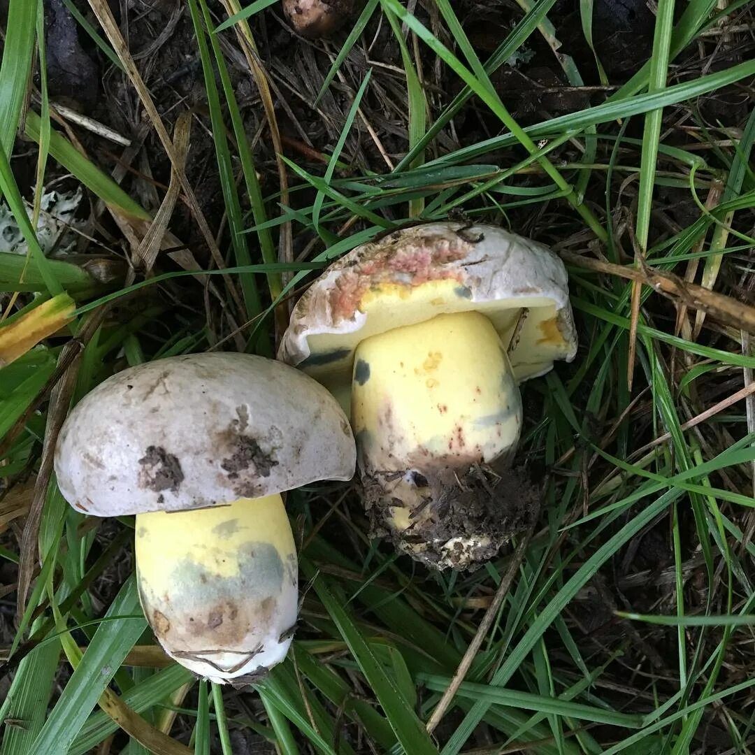 Боровик укореняющийся (boletus radicans). Боровик девичий (boletus appendiculatus). Гриб коренящийся боровик. Боровик беловатый. Боровик пурпурный boletus purpureus.