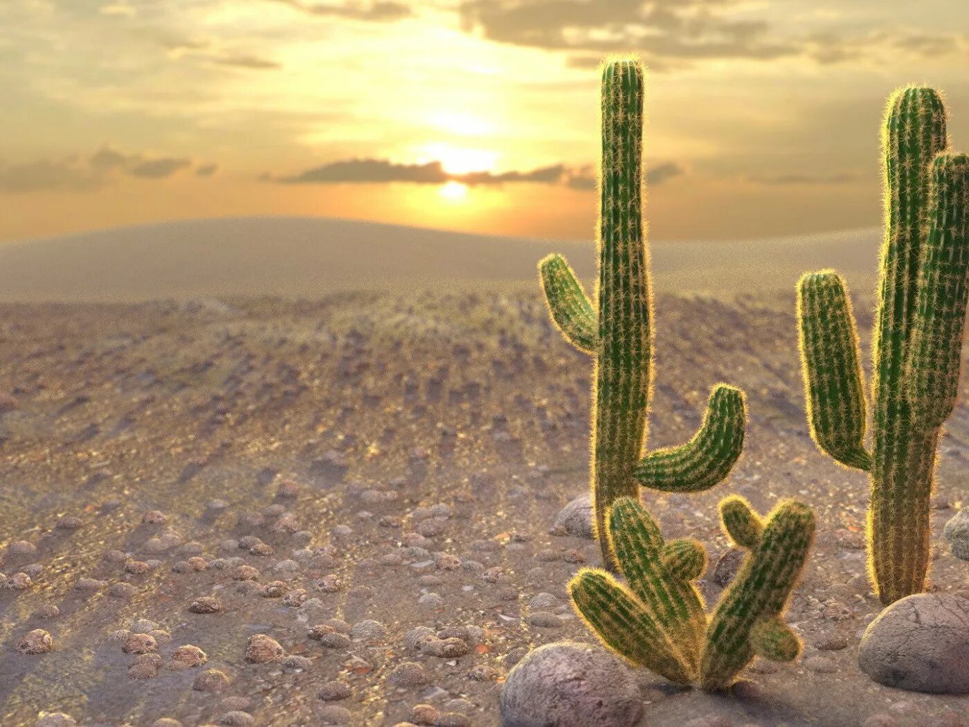 Cactus in a scarf wellerman. Растения в пустыне. Кактус пустынный. Кактусы в сахаре. Кактусовые в пустыне.