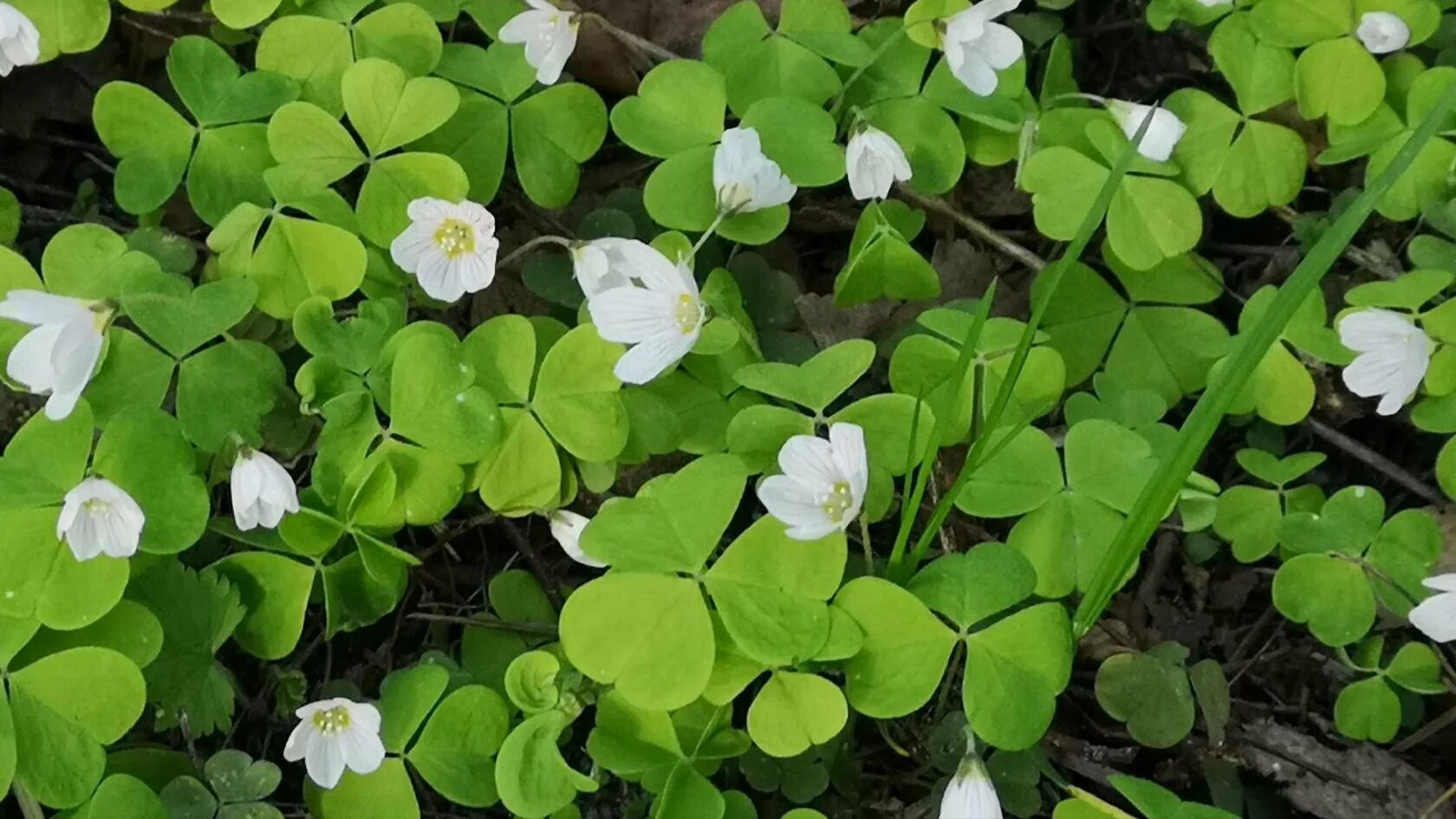 кислица в тайге. кислица oxalis acetosella. кислица лесная. кислица светолюбивая или теневыносливая. кислица светолюбивая или теневыносливая.