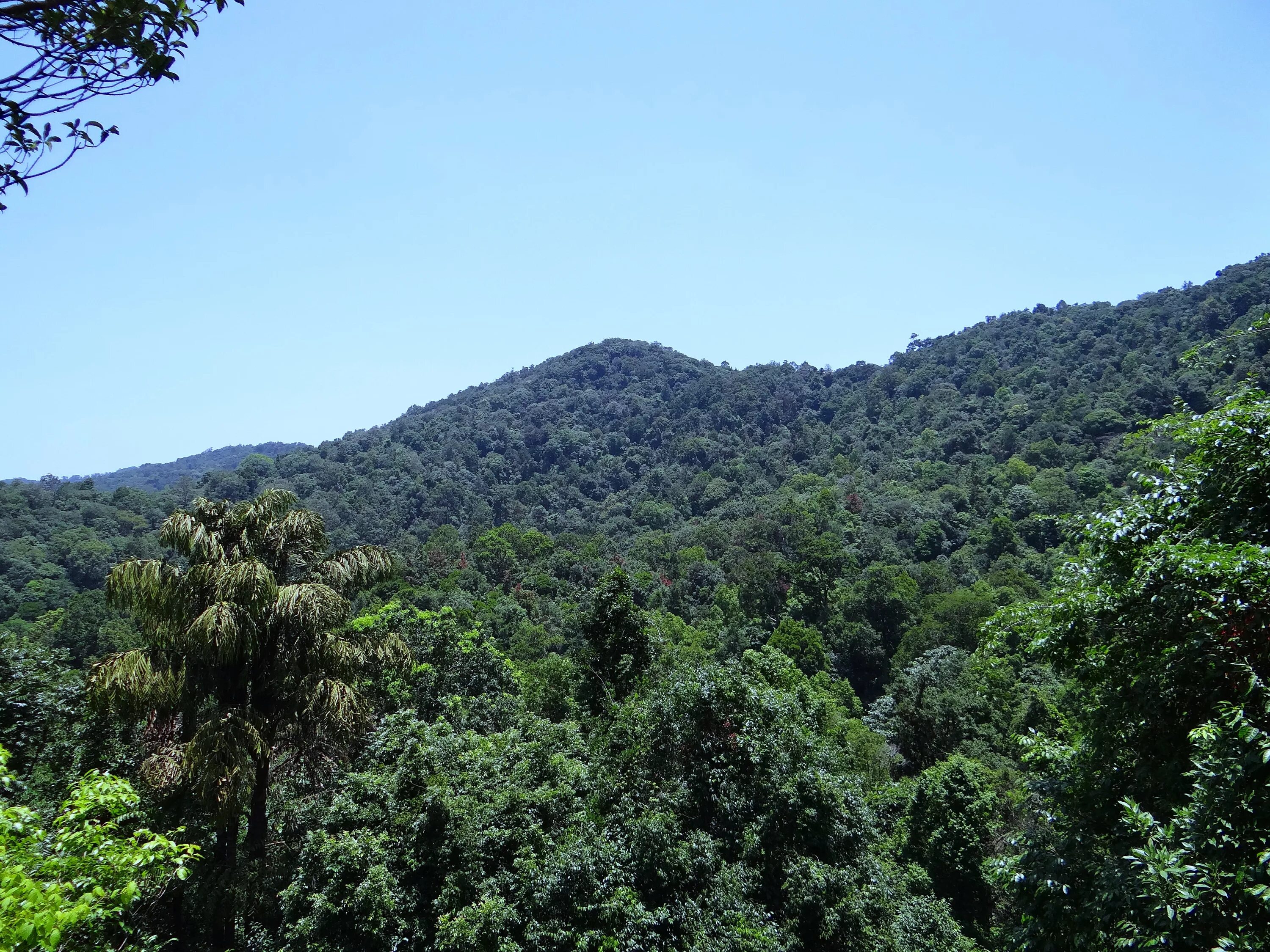 Тропические горные вечнозелёные леса. Западные Гаты Карнатака. Западные Гаты Гоа. Вечнозеленые леса в Индии.