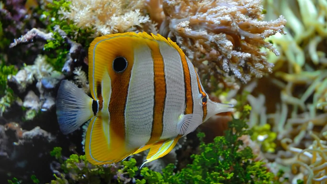 Калифорнийская рыба бабочка. Бабочка пинцет хелмон. Chaetodon xanthurus. Бабочка пинцет-хелмон рыба. Рыба бабочка морская.