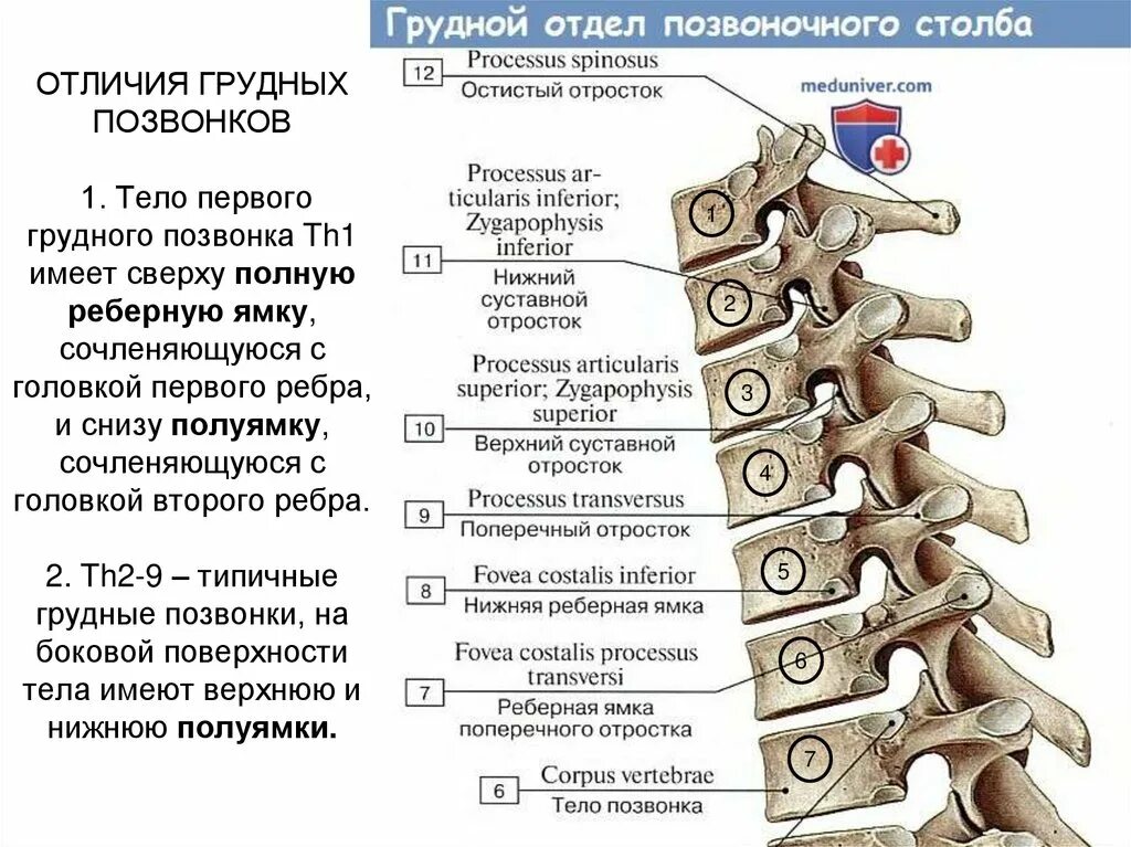 Какие отделы позвоночника срослись. Плзвонок 12 грудной позвонок. Th1 th12 грудной отдел позвоночника. Грудной отдел позвоночника th9. Поперечный отросток th1.