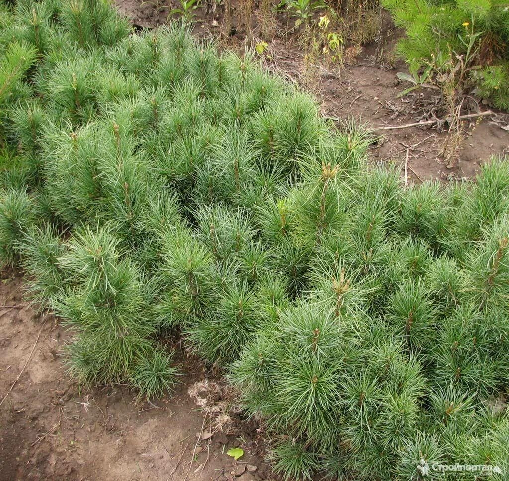 Сосна кедровый стланик pinus pumila. Сосна кедровая сибирская сеянцы. Сосна сибирская кедр сибирский. Кедр сибирский хвоинки. Кедр уральский.